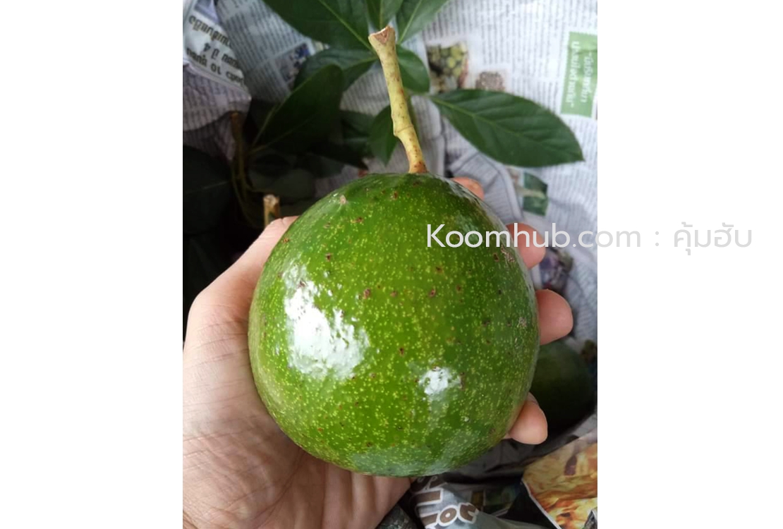 อะโวคาโด้ (Avocado) สดจากสวน ปากช่อง เขาใหญ่ - 2 กิโลกรัม