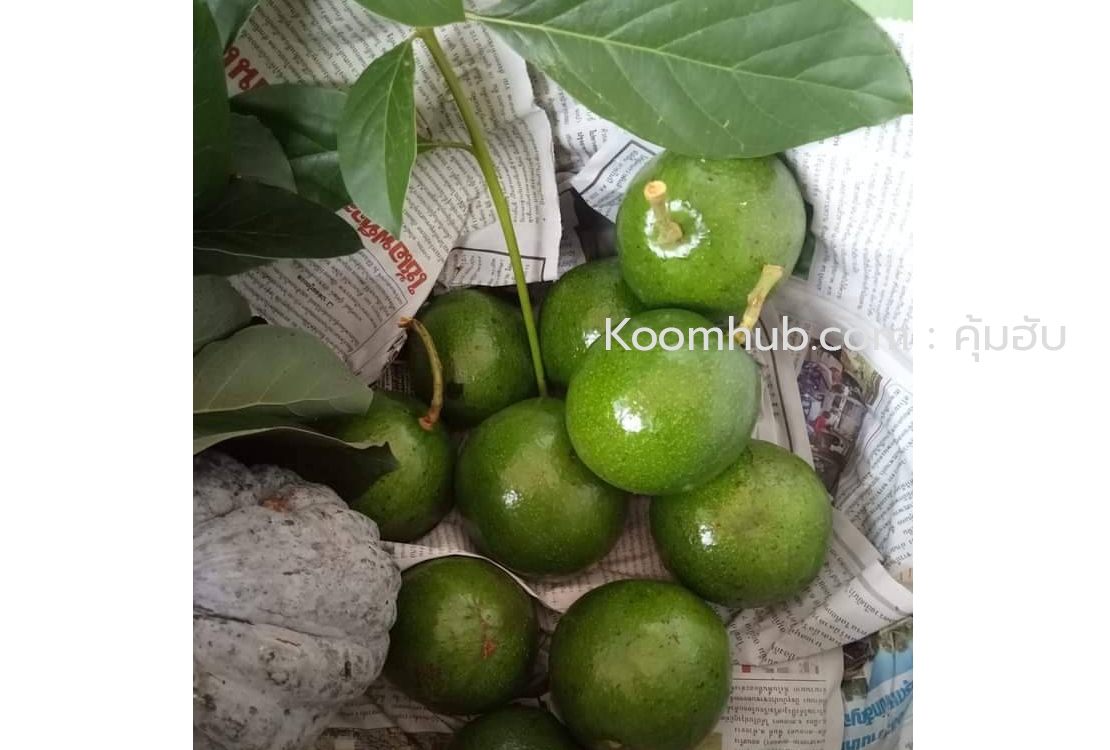 อะโวคาโด้ (Avocado) สดจากสวน ปากช่อง เขาใหญ่ - 5 กิโลกรัม